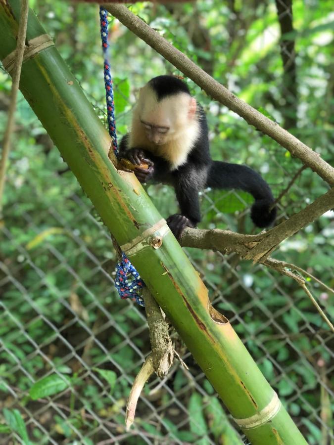 Jungle Lodge At Wild Sun Rescue Center Cabuya  Kültér fotó